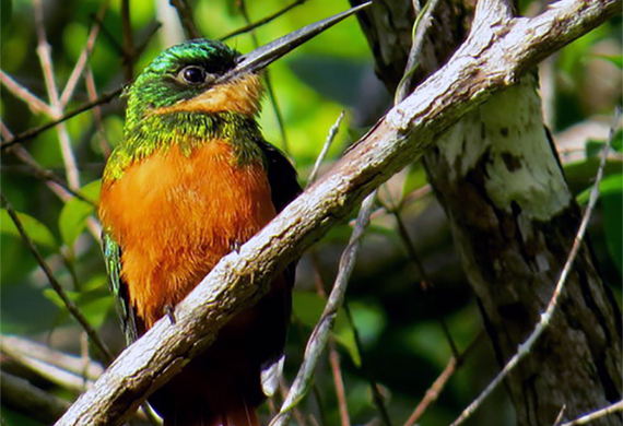 Rufous-tailed Jacamar @ Cuffie River by Aaron Steed